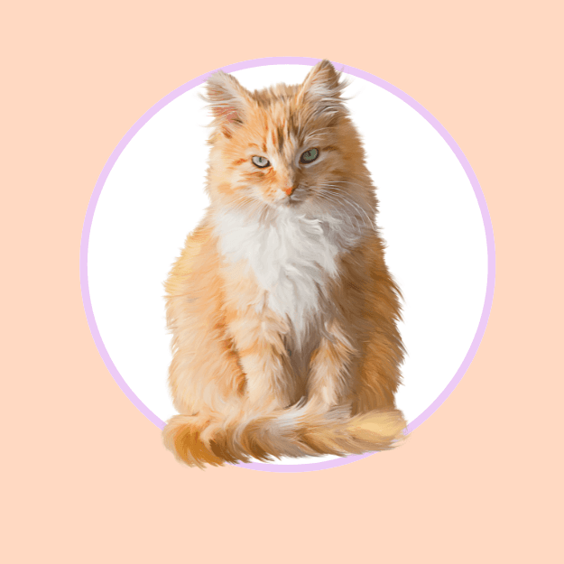 Beloved pet
