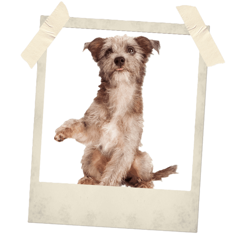 Happy pet memories